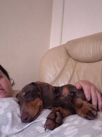 9 month old male dachshund