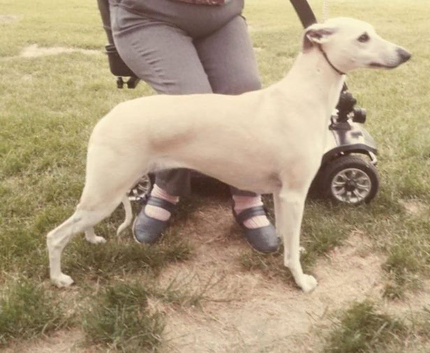 Whippet puppies expected October