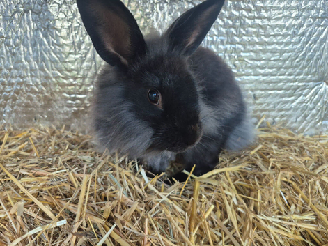 Black female lionhead bunny
