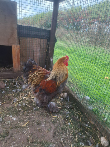 LF Brhama Cockerell for sale