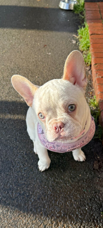 Bonnie