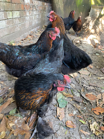 Burford Brown hybrid pullets