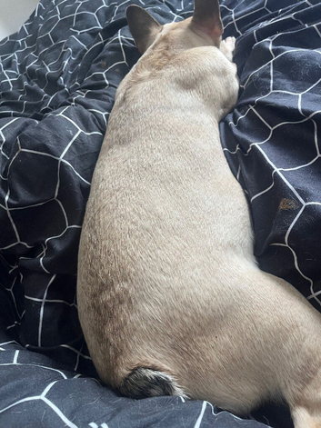 4 French bulldogs