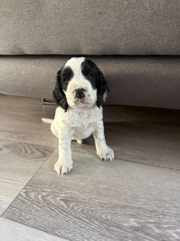 Puppy worker cocker spaniel