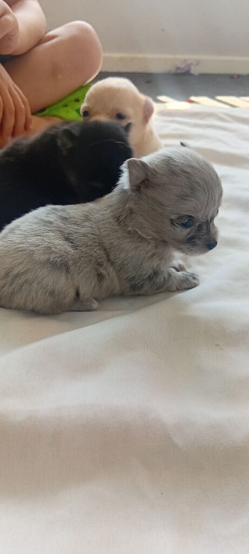 Pomeranian  x chihuahua pups merle lilac cream