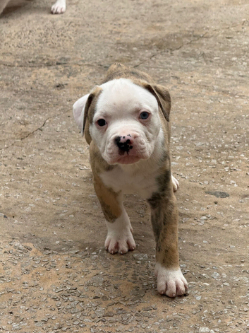 AMERICAN BULL DOG PUPPIES