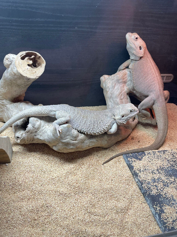 Hypo Zero Bearded dragon pair for sale