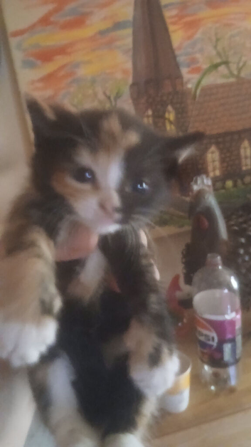 Litter of beautiful kittens