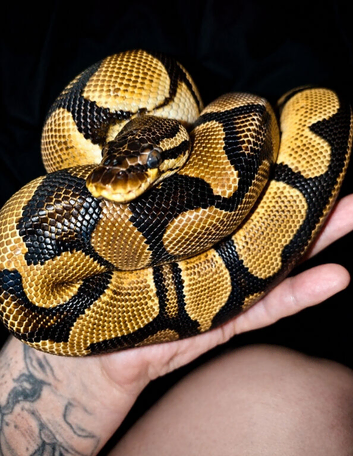 Orange dream fire ph pied
