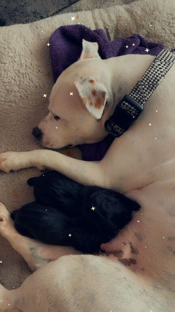 Staffy cross king Labrador