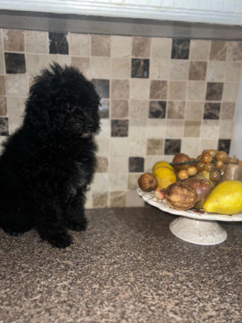 miniature poodle pups