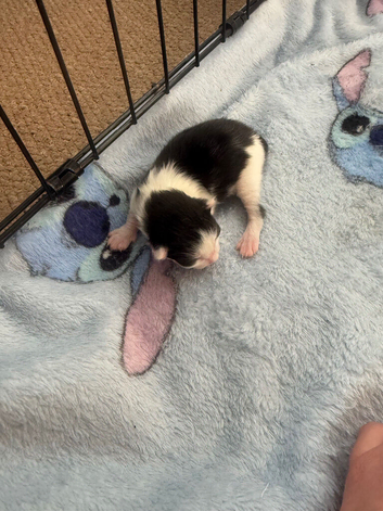 Beautiful black and white kittens