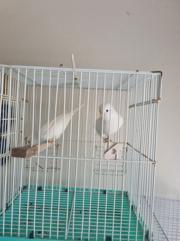 1 pair canary