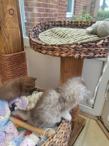 Chinchilla kittens