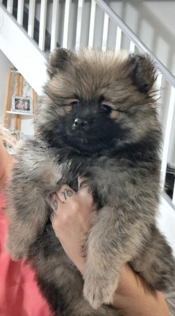 1 gorgeous pomeranian pup ready now!