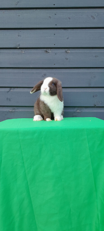 Gorgeous mini lop rabbits ready now