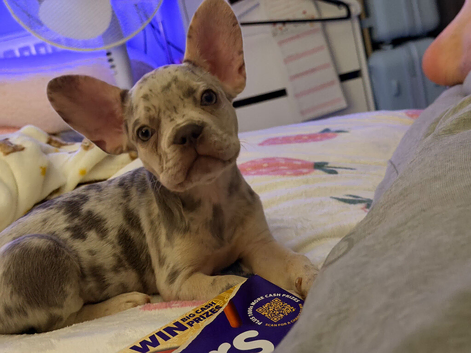 10 weeks old French bulldog pup Blue eyes with a lovely colouring