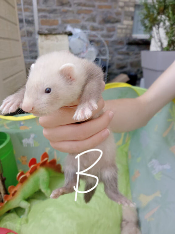 Ferret hobs