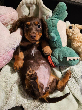 Minature daschund