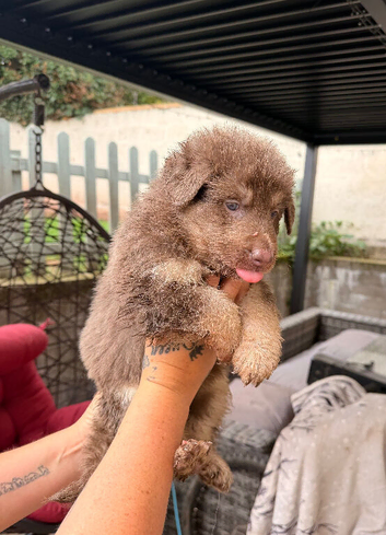 German Shepard puppies long haired