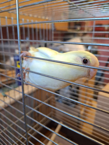 Lovely 4 month old kakareeki