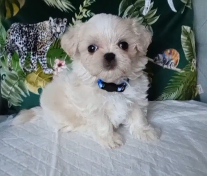 Maltese X Imperial Shih Tzu puppies