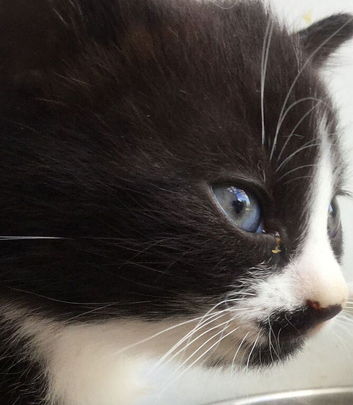 .Tiny Puds Seeking Forever home destinations.
