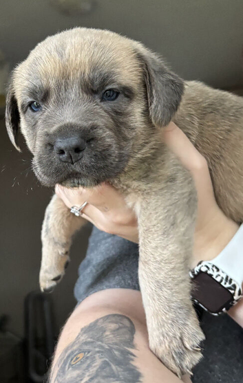 Gorgeous Blue & Brindle Mixed Breed Puppies