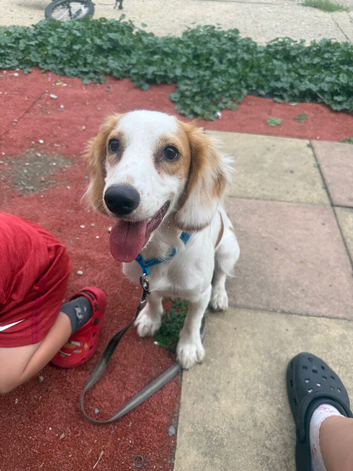 9 month cocker spaniel boy
