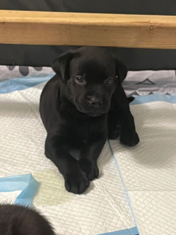 Rottie x Labrador