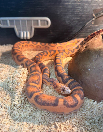 Proven male scaleless corn snake