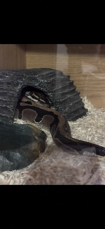 Male ball python