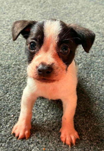 Boston pup mixed with shitsu