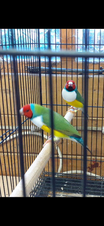 3 Handsome Male Gouldian Finches 9 months old