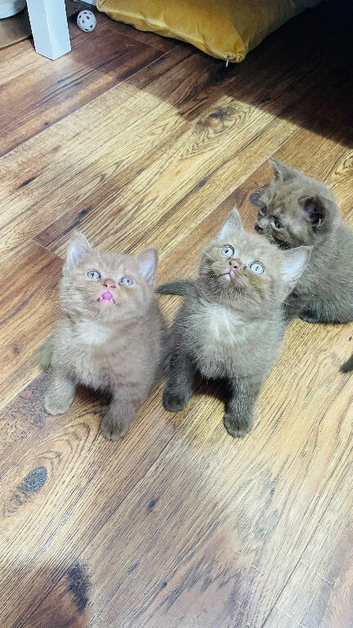 Chocolate/ cinnamon boys BSH