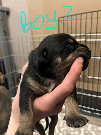 Gorgeous Canecorso/staffy/rottie pups