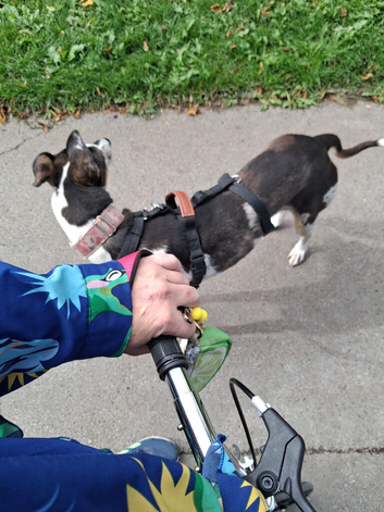 2 yr old lurcher for sale