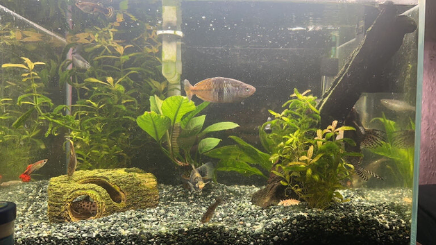 60 litre tank with fish
