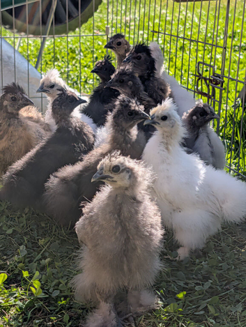 Silkie chicks - 7 week old micxed colours