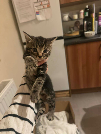 Beautiful Tabby boy