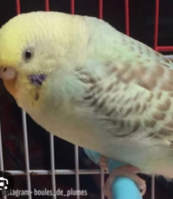 Gorgeous rainbow budgie