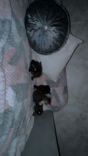 1 tabby, 2 tuxedos,1 full black kittens.