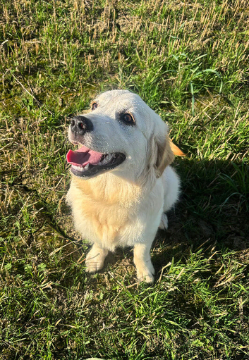 Gorgeous Female Golden Retriever for Sale