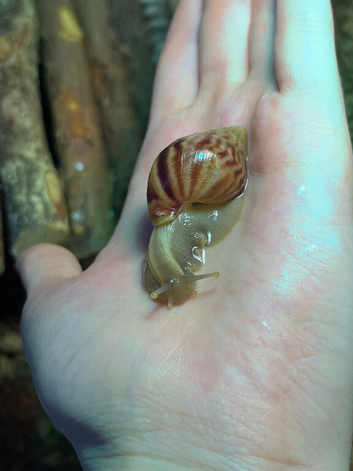 1 wild type giant African land snail (COLLECTION ONLY)