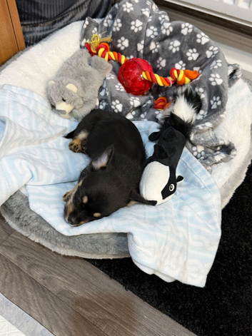 Max needs a home