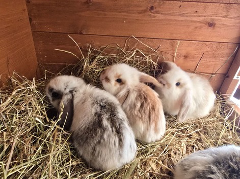 Ready now. Angora x French Lop Bunnies