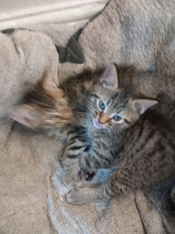 Beautiful tabby kitten