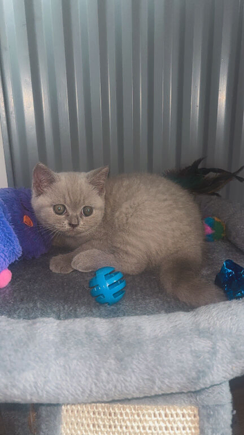 British shorthair lilac boy