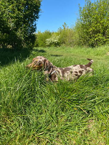 Miniature dachshund female 9 months