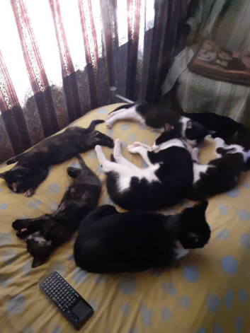 mother and 4 kittens